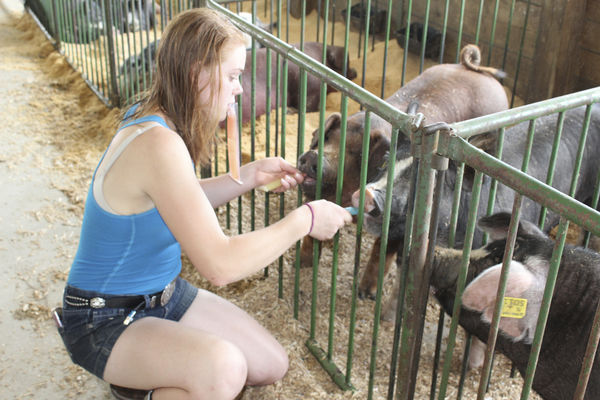 A little heat won't deter county fair fans